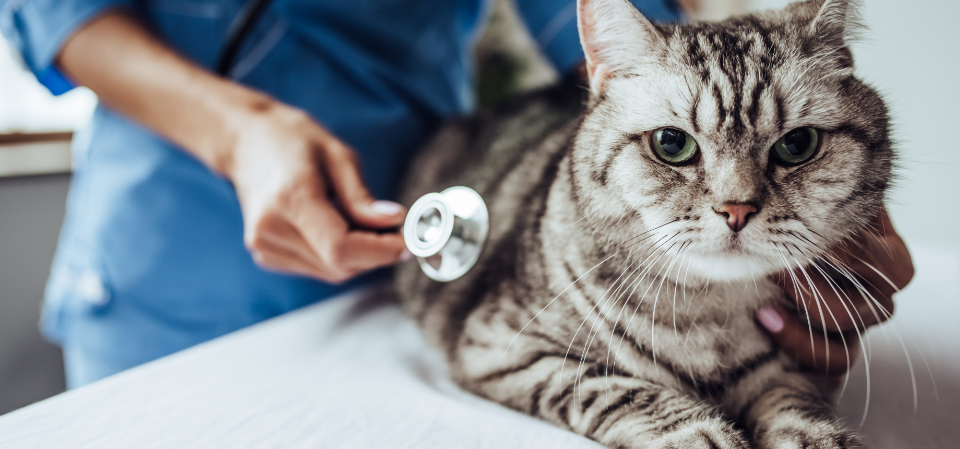 Tierheilpraktiker + Akupunktur für Kleintiere